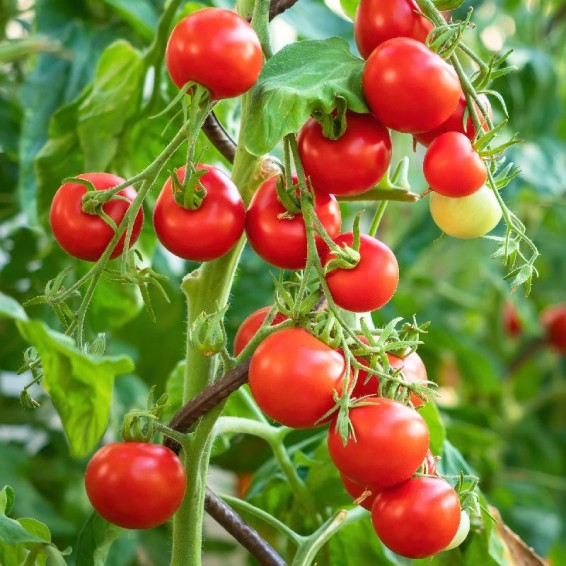 Tiny Tim Tomato Seeds - Heirloom, Non-GMO, Compact Growth, 1-Inch Fruit, Fast Growing, USDA Zones 3-10