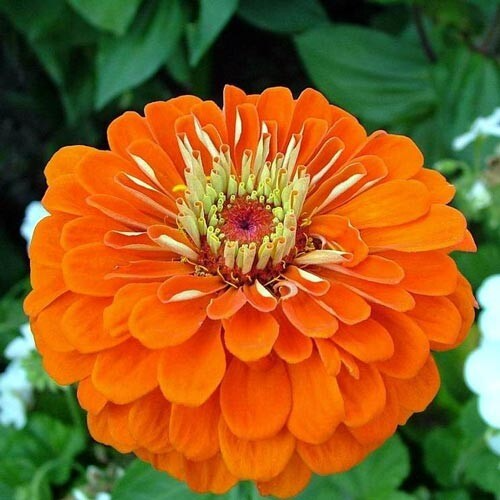 Orange King Zinnia Seeds – Vibrant Orange Blooms for Summer Gardens, Zinnia elegans, Annual Flower, Pollinator-Friendly