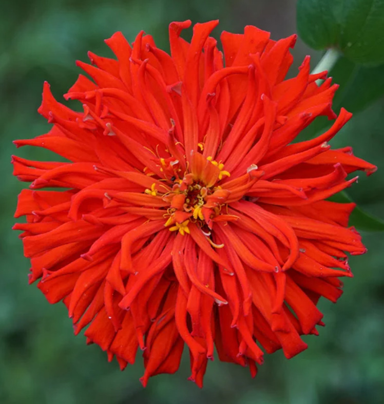 Zinnia Elegans Red Cactus Giant Seeds – 100 Non-GMO Vibrant 4-5" Blooms for Garden & Cut Flowers