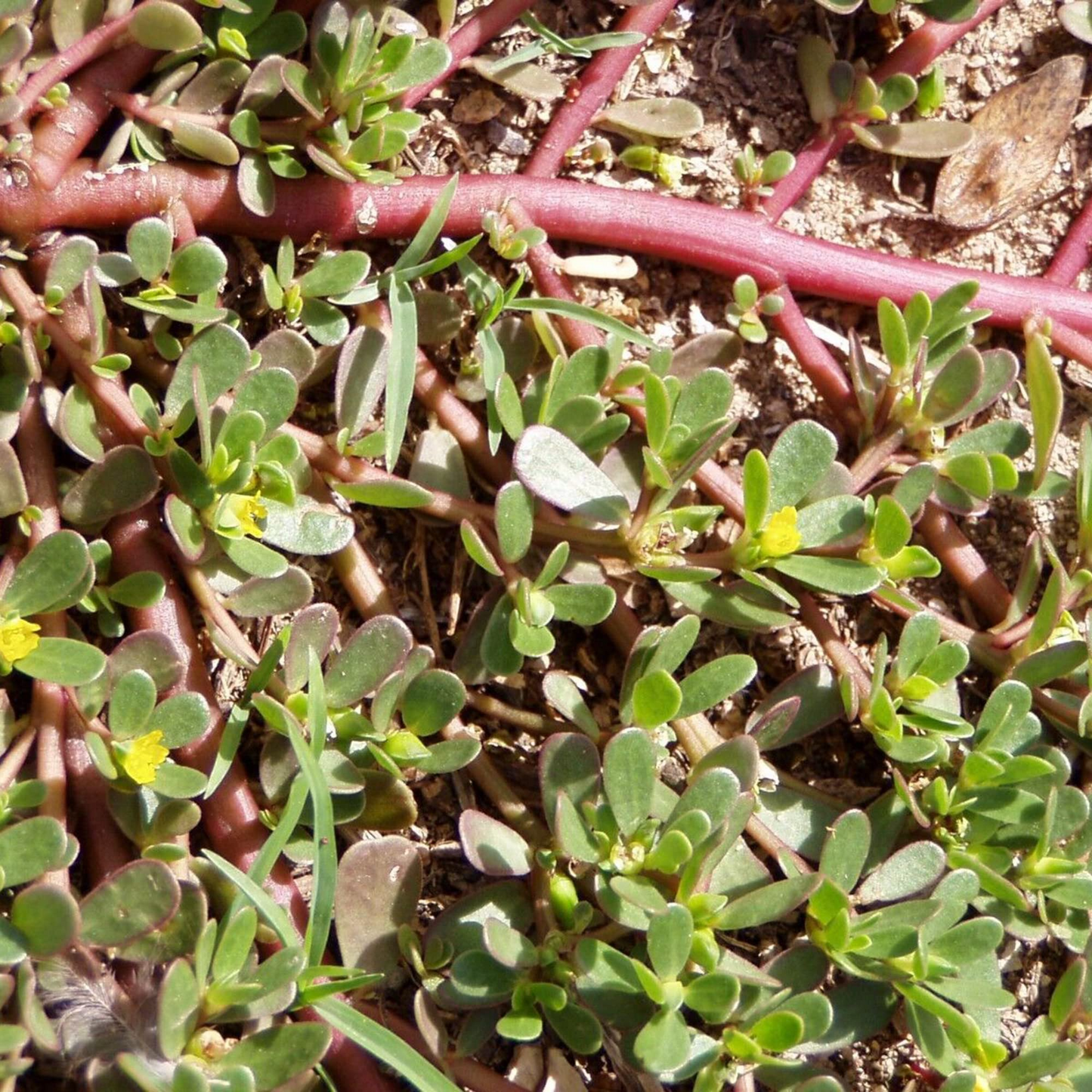 Red Purslane Seeds - Edible Succulent Herb - Portulaca oleracea - Nutritious Greens for Salads & Cooking