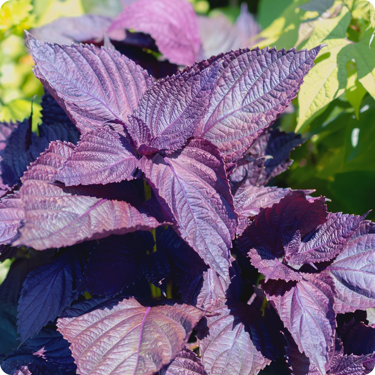 Perilla Red Aka Shiso Seeds – Aromatic Herb, Non-GMO, Red Foliage, Asian Cuisine, Wraps, Pickling, Garnishes, Perilla frutescens