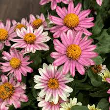 Profusion Cherry Bicolor Zinnia Seeds – 100+ Seeds, Compact Annual for Borders, Containers, Pollinator Gardens, Zinnia elegans × Zinnia angustifolia