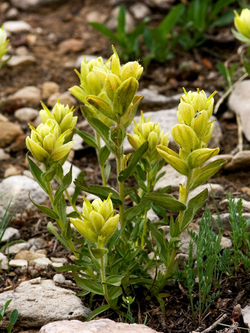 Castilleja sulphurea Seeds – Sulfur Paintbrush Native Wildflower for Pollinator Gardens, Wildflower Meadows, Drought-Tolerant