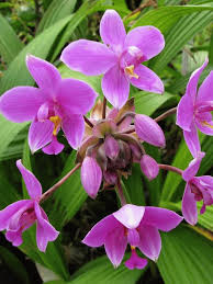 Ground Orchid Live Plant in 4" Pot, Purple Yellow Flowers, Tropical Spathoglottis plicata