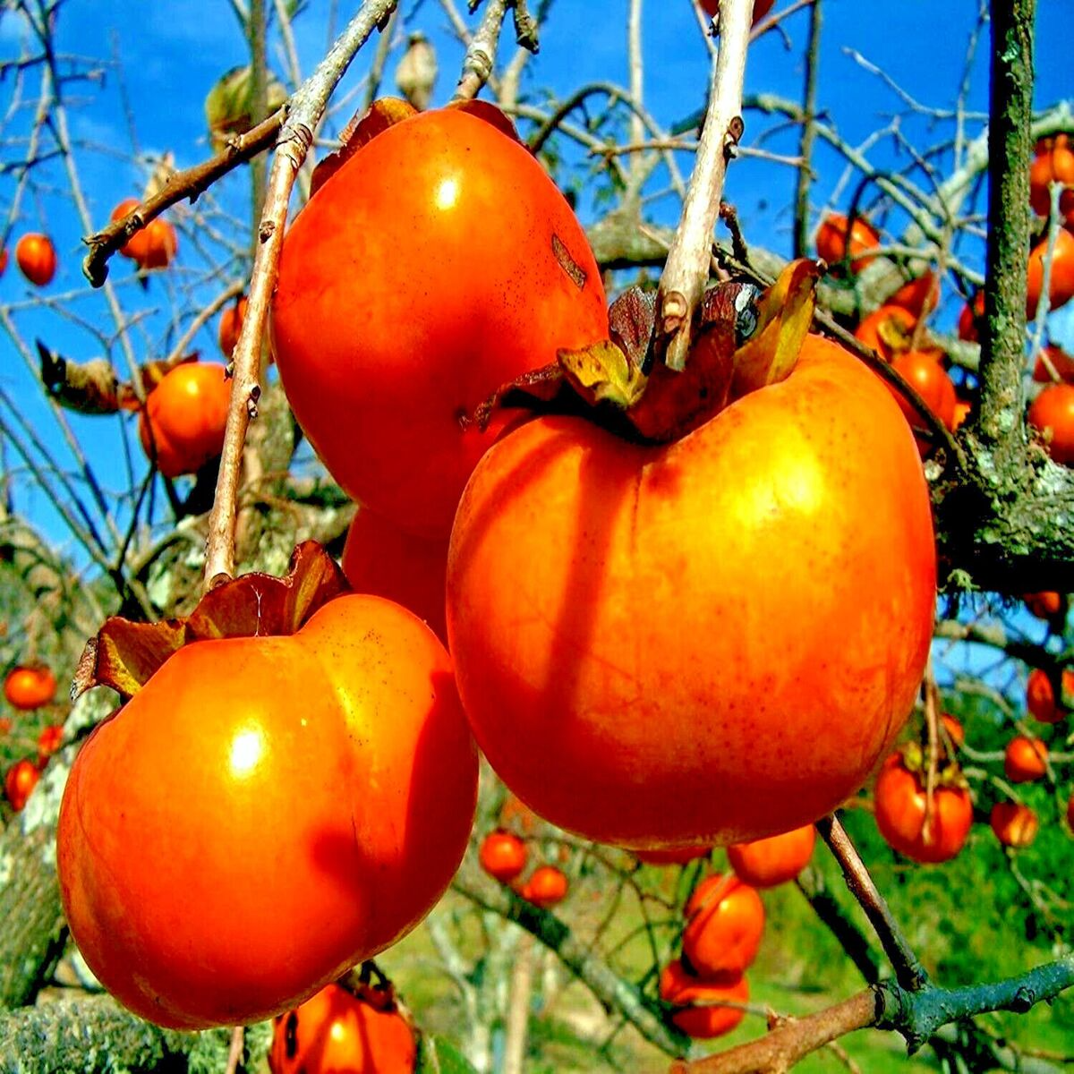 10 Japanese Persimmon Tree Seeds - Diospyros kaki - Hardy Fruit Tree for Fall Color & Edible Landscape