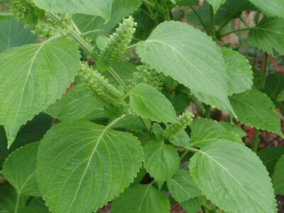 Green Shiso Seeds 500 Non-GMO Perilla frutescens Culinary Herb Edible Flowers for Asian Cooking