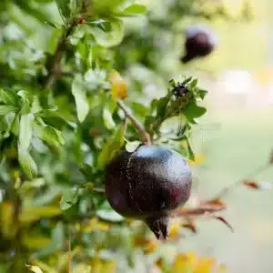 Black Inside Pomegranate Tree Starter Plant – Punica granatum, Tropical Fruit Tree, 10-24 Inches, Drought-Tolerant, Ornamental & Edible