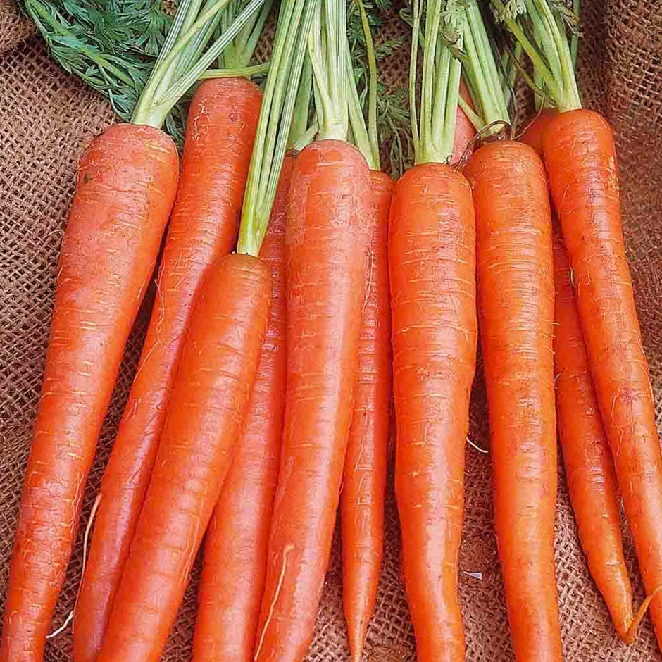 Imperator Carrot Seeds 300 Pack β Heirloom Daucus carota Long & Sweet for Juicing, Crisp Roots, Garden & Container Growing