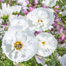 Cupcake White Cosmos Seeds – Unique Cup-Shaped White Blooms, Pollinator-Friendly Annuals, Cosmos bipinnatus 'Cupcake White'