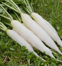 White Icicle Radish Seeds – Fast-Growing, Crisp, Mild Flavor, Raphanus sativus, Perfect for Salads & Pickling