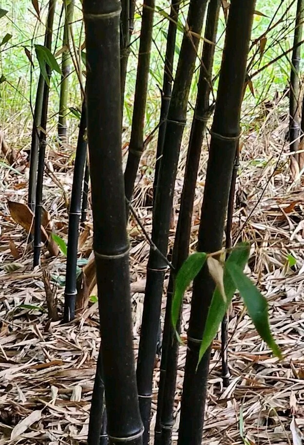 Black Bamboo Rhizomes - Phyllostachys nigra Live Bare Root Plants for Privacy Screen & Ornamental Landscaping