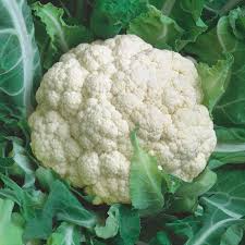Self Blanching Cauliflower Seeds 1g – Brassica oleracea var. botrytis, Tender White Heads, Mild Flavor, Cool Season Garden Planting