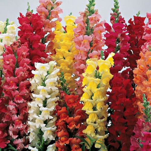 Climbing Snapdragon Seeds 1000+ Vining Antirrhinum majus for Trellises & Vertical Gardens