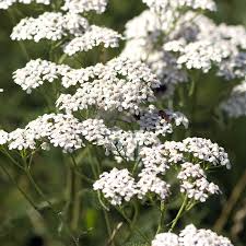 White Yarrow Seeds β Achillea millefolium, Perennial, Non-GMO, Pollinator Friendly, Cut Flower, 12β36" Tall