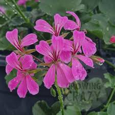 Geranium Pelargonium Cascade Pink Unrooted Cuttings – Trailing Flowering Plant with Vibrant Pink Blooms
