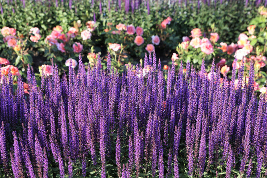 200 Lavender Munstead Seeds – Lavandula angustifolia, Fragrant Perennial Herb for Drying, Containers, Pollinators