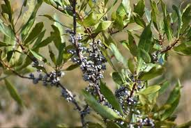Live Bare Root Bayberry Bushes - Myrica pensylvanica Hardy Shrubs for Privacy, Landscaping & Wildlife Habitat