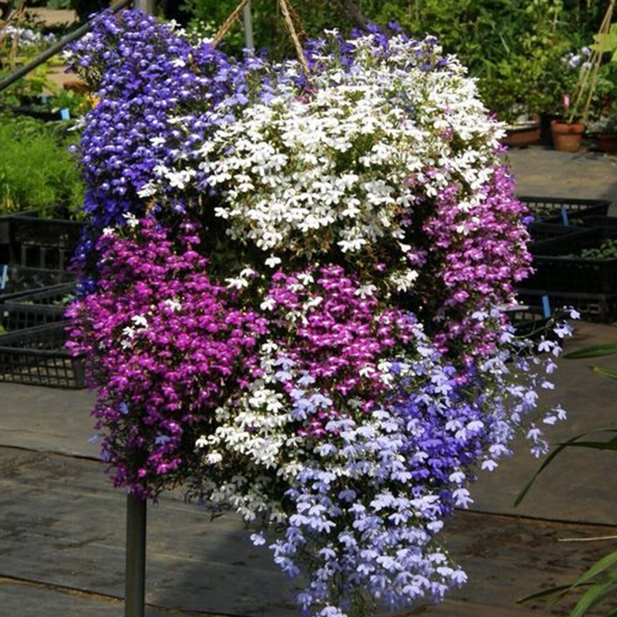 Purple Trailing Lobelia Seeds, Ground Cover & Hanging Basket, Vibrant Purple Blooms, Annual Flower, Lobelia erinus