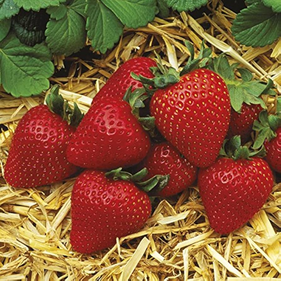 Everbearing Albion Strawberry Plants - 12 Bare Root Pack - Zones 4-9 - Day-Neutral, Large, Sweet Fruit