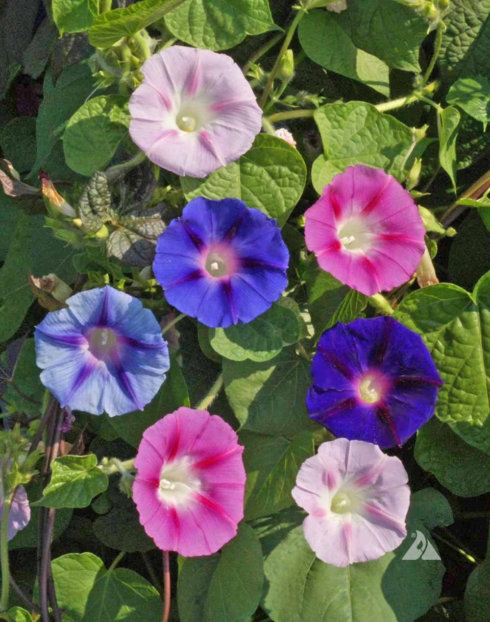 100 Morning Glory Vine Seeds Mix – Heirloom Non-GMO Ipomoea Flower Seeds for Climbing Vines, Vibrant Colors, Fast-Growing Garden Flowers