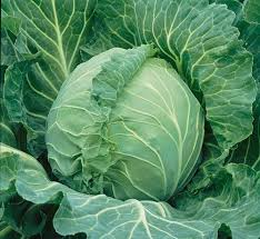 Cabbage Seeds Copenhagen Market Heirloom Variety – Compact, Cold Hardy, High Yield, Green Heads, Garden & Container Planting