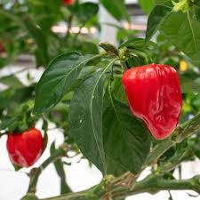Habanero Caribbean Red Pepper Seeds – 250mg, Extra Hot, High Yield, Fruity Flavor, for Salsas & Sauces, Garden Ready, Capsicum chinense