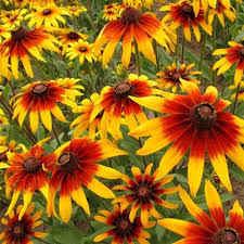 1000 Seeds Daisy Gloriosa Wildflowers, Rudbeckia hirta, Bright Yellow-Orange Perennial, Pollinator-Friendly, Drought-Tolerant