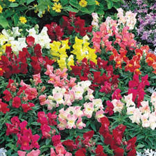 Floral Showers Mix Snapdragon Seeds | 1000+ Dwarf Annual Flowers for Garden & Containers | Antirrhinum majus