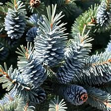 Colorado Blue Spruce Seeds – Picea pungens 'Glauca NM Carson' – 250mg Cold Hardy Evergreen with Blue Needles for Landscaping and Windbreaks