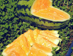 Orangeglo Watermelon Seeds - Heirloom Non-GMO, Sweet Orange Flesh, Large 20-30 lb Melons, Citrullus lanatus, Warm Season Crop