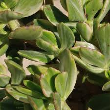 Crassula Ovata Variegata ‘Variegated Jade’ | 3 Live 4” Unrooted Succulent Cuttings | Drought-Tolerant Houseplant, Easy-Care, Variegated Foliage