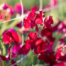 Mark Williams Sweet Pea Seeds – 50+ Rose-Pink Blooms, Climbing Vine for Trellises, Bouquets & Cottage Gardens, Lathyrus odoratus