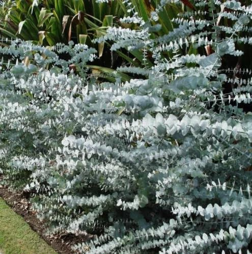 Eucalyptus Pulverulenta 'Baby Blue' Bonsai Seeds – Silver Dollar Eucalyptus Indoor & Outdoor Plant, Unique Ornamental Tree