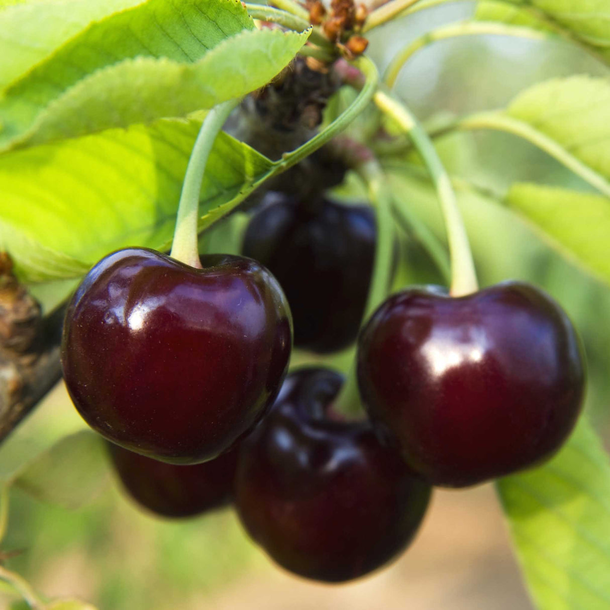 Black Tartarian Cherry Scions for Grafting | Sweet Berry-Like Fruit | Early Blooming | Prunus avium