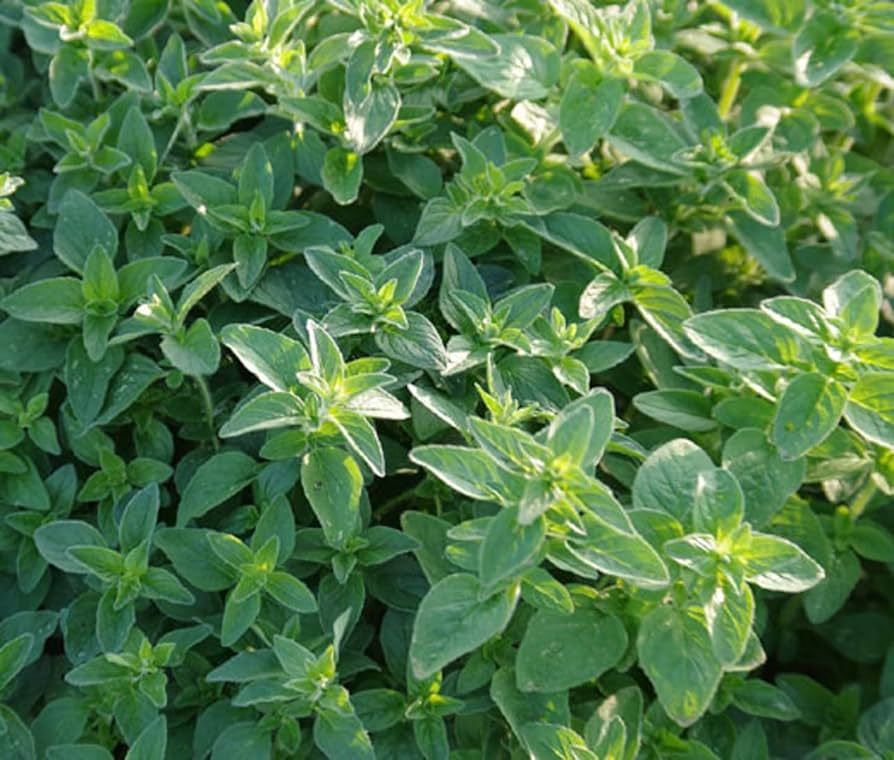 Common Oregano Seeds - Heirloom, Non-GMO, Perennial Herb, 10-24in Tall, USDA Zones 4-9, Culinary, Full Sun