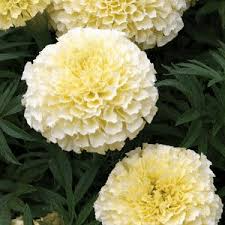 Moonlight Marigold Seeds - Non-GMO, Pale Yellow Blooms, Tagetes erecta, Compact Dwarf Plant for Beds & Borders