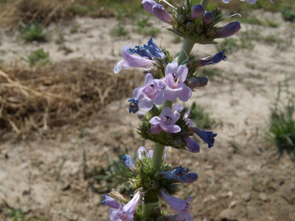 Penstemon Acuminatus Seeds | Sharpleaf Penstemon Native Perennial Wildflower for Pollinator Gardens & Landscaping