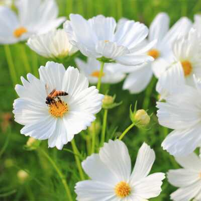 White Cloud 9 Wildflower Mix Seeds β Heirloom Non-GMO All-White Bloom Blend for Moon Gardens, Memorials, Pollinators