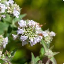 Florida Mountain Mint Seeds | Fragrant Perennial Herb for Pollinators & Tea | Pycnanthemum floridanum | 25 Seeds