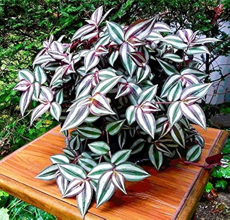 12 Fully Rooted Wandering Jew Cuttings - Tradescantia Zebrina Easy Care Indoor Houseplant, Vibrant Purple & Green Foliage