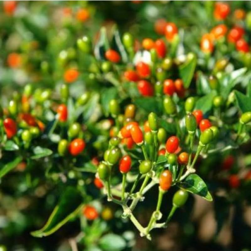 Chiltepin Pepper Seeds | Bird's Eye Hot Pepper | 50,000-250,000 Scoville | Drought Tolerant, Compact Plant, USDA Zones 3-10