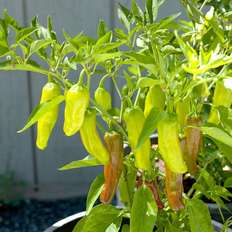 Golden Greek Pepperoncini Seeds - Heirloom Non-GMO Capsicum annuum for Pickling, Salads, Small Space Gardens