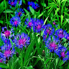 Mountain Blue Cornflower Seeds - Centaurea Montana Perennial Flower, Pollinator-Friendly, Drought Tolerant, 20 Seeds