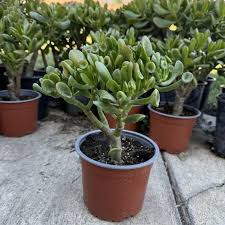 Crassula Ovata Green Jade Unrooted 4" Cuttings | Money Tree, Succulent, Bonsai, Drought-Tolerant Houseplant