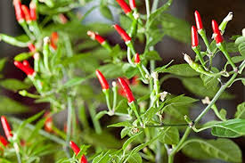 Thai Garden Bird Hot Pepper Seeds – Heirloom Capsicum annuum, Spicy & Bold, High Yield, Heat Tolerant, Garden & Container Planting