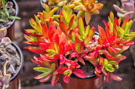 Crassula Campfire Cuttings - 3 Live 2" Unrooted Succulent Plants with Red Foliage for Gardens, Containers, USDA Zones 9-11