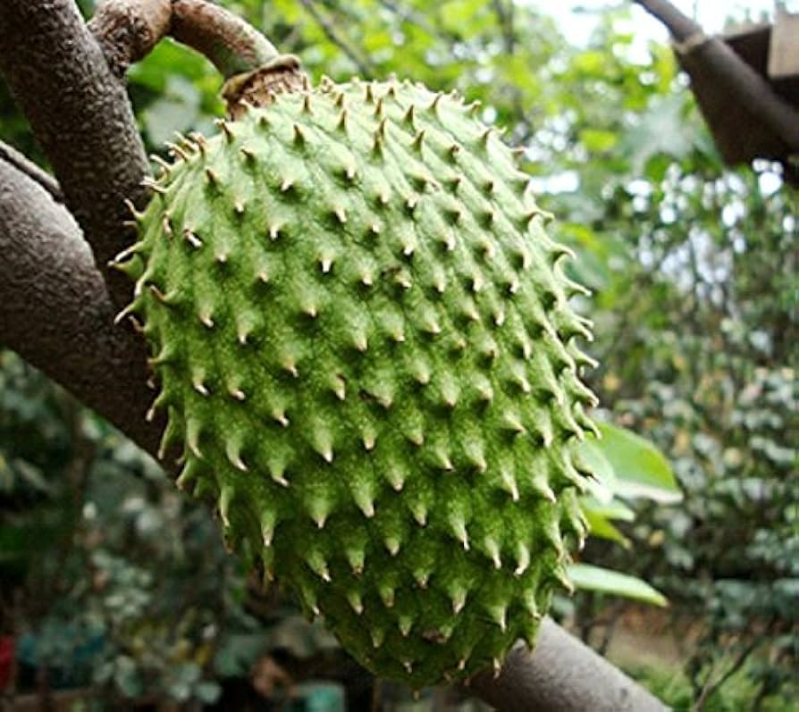 Giant Soursop Fruit Tree Starter Plant – Annona muricata, 3-4 ft, Tropical Edible Fruit & Ornamental
