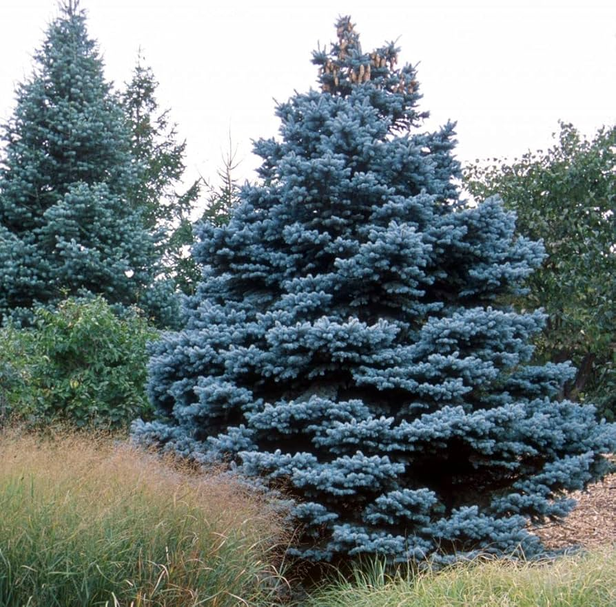 Colorado Blue Spruce Seeds – Cold Hardy Evergreen, Bonsai Potential, Picea pungens, Landscaping & Christmas Tree Seeds