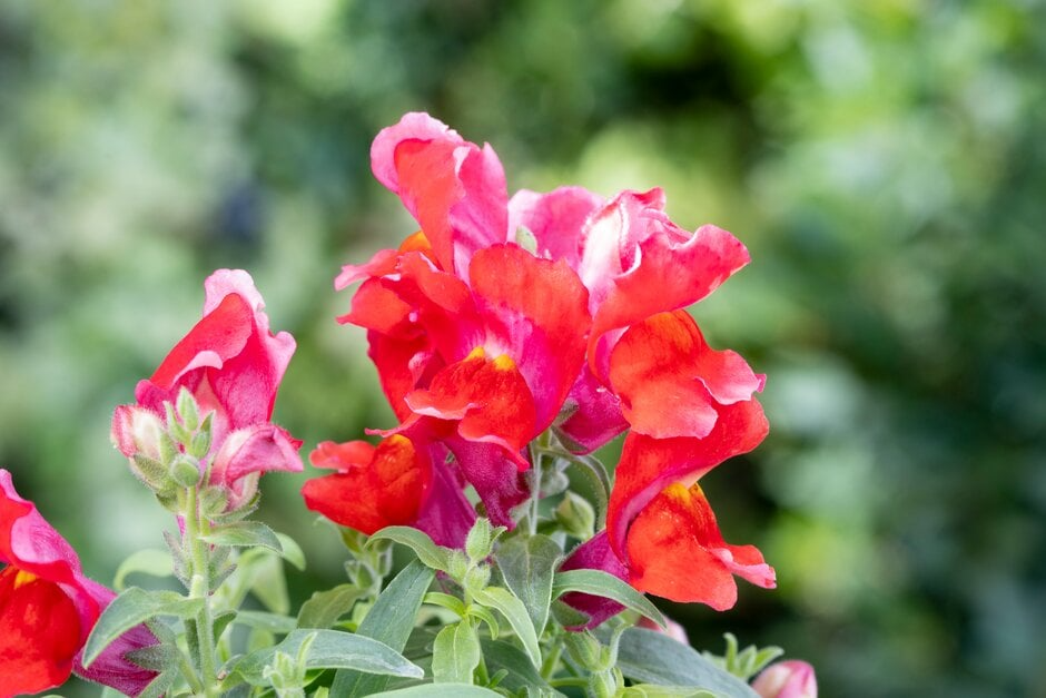 Floral Showers Scarlet Snapdragon Seeds | 1000+ | Dwarf Red Blooms | Antirrhinum majus for Garden & Containers