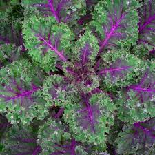 Red Russian Kale Seeds Non-GMO, Cold Tolerant, Purple Stem, Tender Leaves, Salad Greens, USDA Zones 3-9